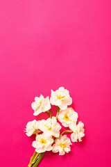 Fototapeta na wymiar white narcissus on pink paper background