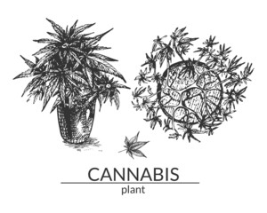 283_cannabis sativa, indica_Hemp, cannabis sativa and indica cultivar, hand drawing, black on white, graphics, potted plant, marijuana farming technique