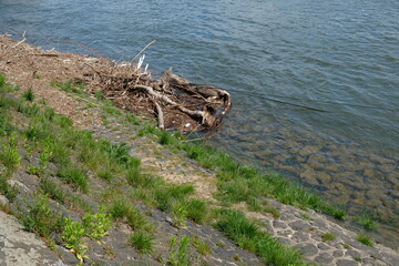 FU 2021-05-13 Rheinhafen 81 Holz ist ans Ufer angeschwemmt worden