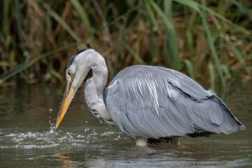 Graureiher beim Fischfang