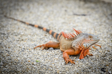 iguana on the beach