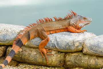 Fototapeta premium iguana on the rocks