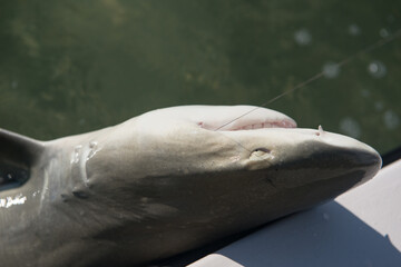 Naklejka premium shark in the sea