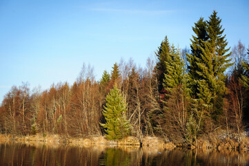 autumn forest in the morning