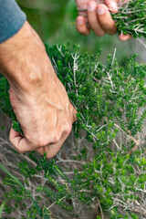 Fototapeta premium Man hands cutting wild oregano in the mountain. His face is not seen.