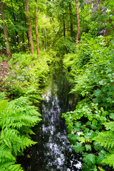 Flowing stream between ferns and trees in forest