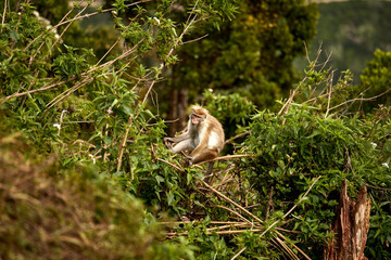 Portrait of a cute monkey in the jungle, close up. Monkeys in the tea plantations of Sri Lanka
