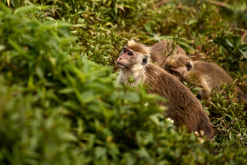 Portrait of a cute monkey in the jungle, close up. Monkeys in the tea plantations of Sri Lanka