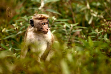 Portrait of a cute monkey in the jungle, close up. Monkeys in the tea plantations of Sri Lanka