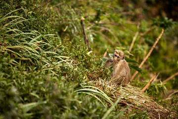 Portrait of a cute monkey in the jungle, close up. Monkeys in the tea plantations of Sri Lanka