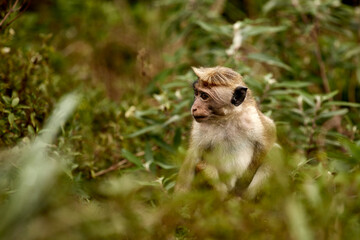 Portrait of a cute monkey in the jungle, close up. Monkeys in the tea plantations of Sri Lanka