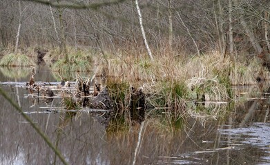 Supfpflanzen an der Alster in Hamburg-Fuhlsbüttel