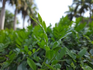 Obraz premium green leaves of a plant