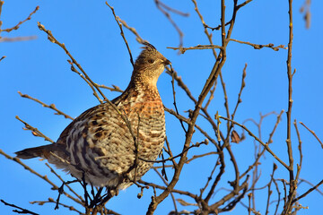 A ruffed grouse (Bonasa umbellus) feeds on spring buds in a willow tree in Alaska's boreal forest.