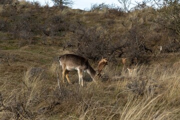 deer in the wild national park