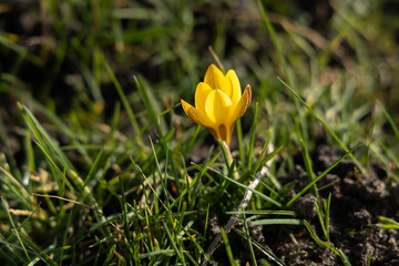 warm outside the first spring yellow flowers growing in a field 