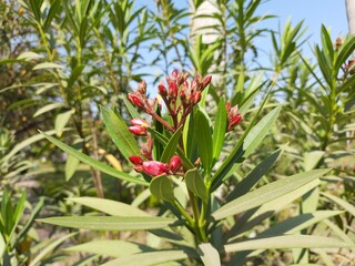 red and green plants