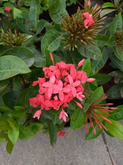 Pink Flowers