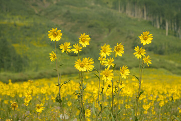 Obraz premium Aspen Sunflowers