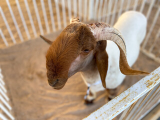 Doha Qatar Arabian Sheep at Qatar Halal Festival 2022