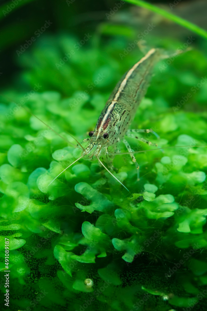 Wall mural Amano Shrimp (Caridina Multidenata) in planted aquarium