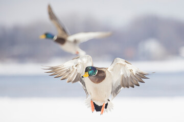 Mallard ducks flying in winter