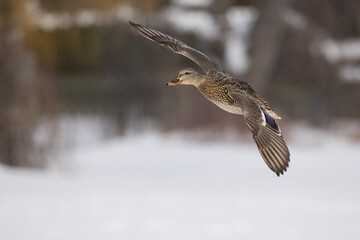 Mallard ducks flying in winter