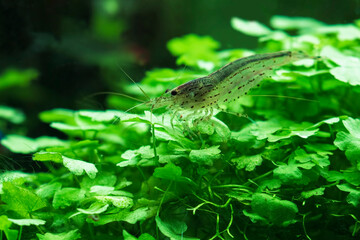 Naklejka na ściany i meble Amano Shrimp (Caridina Multidenata) in planted aquarium