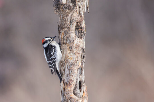  downy woodpecker (Dryobates pubescens)