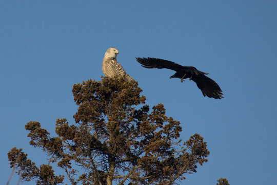 The Crow Attack American Crow vs Snowy Owl