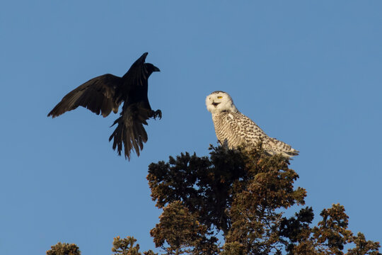 The Crow Attack American Crow vs Snowy Owl