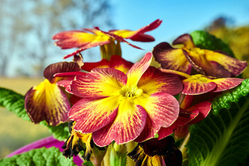 red blooming primrose flower in a meadow in spring