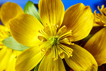 detail of a yellow, blooming winter aconite flower in a meadow in spring