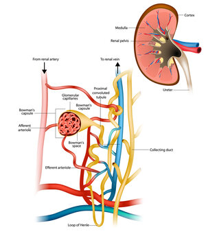 Structure of the Nephron and Glomerular filtration or glomerulus. Nephrology. Renal physiology. Bowman's capsule.