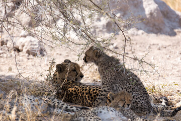 View of cheetah mother with cubs