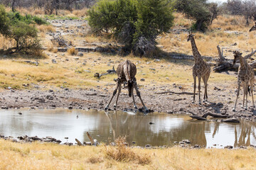 View of couple of drinking giraffe