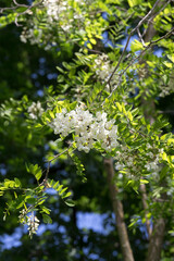 View of robinia with wonderful flowers