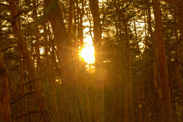The sun shines through the pines in the forest