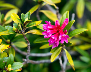 Close up photo of  alpenrose flower