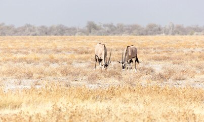 View of oryx in national park