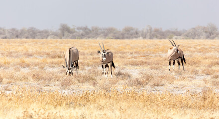 View of oryx in national park