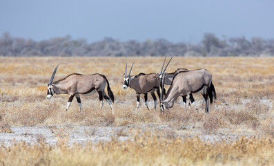 View of oryx in national park