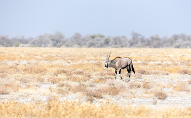 View of oryx in national park