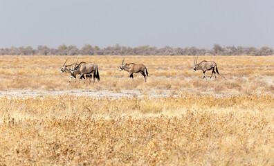 Obraz na płótnie Canvas View of oryx in national park