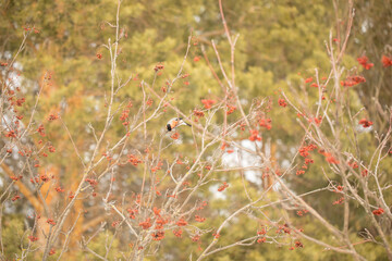 Bullfinch on a rowan branch pecks berries