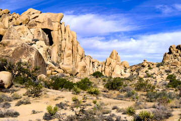 Fototapeta premium Joshua Tree National Park Rocky Wall