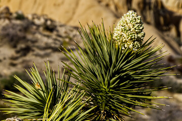 Naklejka na ściany i meble Joshua Tree National Park Yucca Brevifolia in bloom