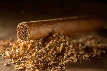 The cigar lies on the tobacco - obrazy, fototapety, plakaty