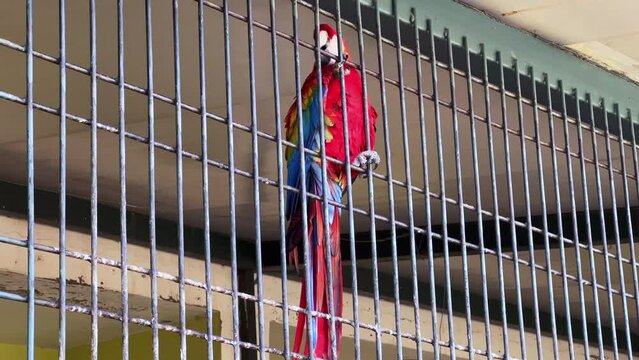 Close-up shot of a red parrot inside a large cage