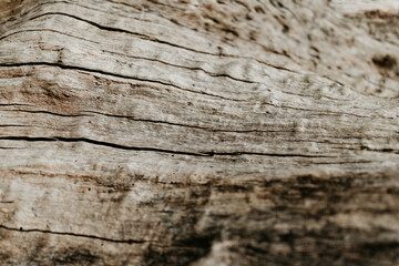 Old wood texture closeup. Cracked and worn surface, natural light. Interesting rough pattern. 